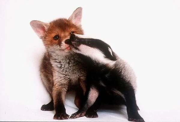 A tale of two cubs - she's always badgering that fox for a kiss