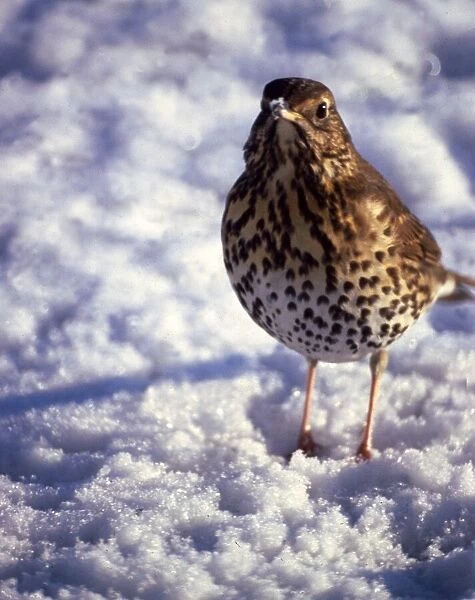A thrush in the snow December 1979