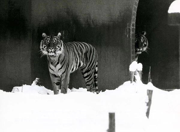 Tigers in the snow at London zoo January 1982 A©Mirrorpix