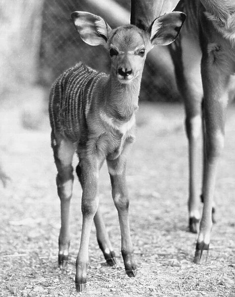 Toby is one of an endangered species of East African antelope called the Nyala
