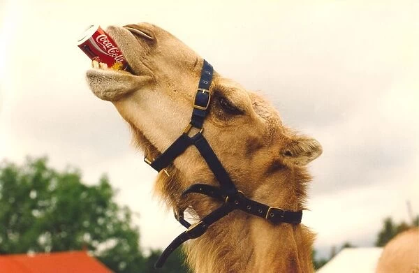 Topsy the camel enjoying a can of coke