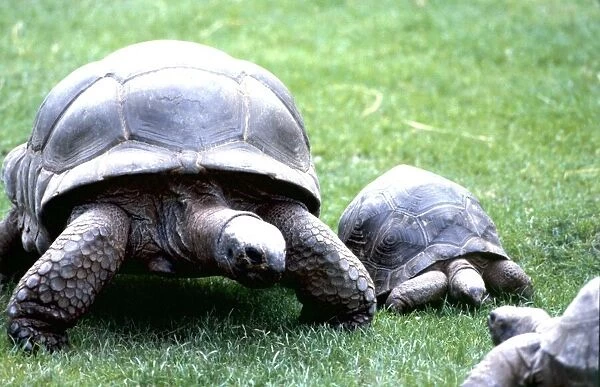 A Tortoise and her young at Chester Zoo August 1979