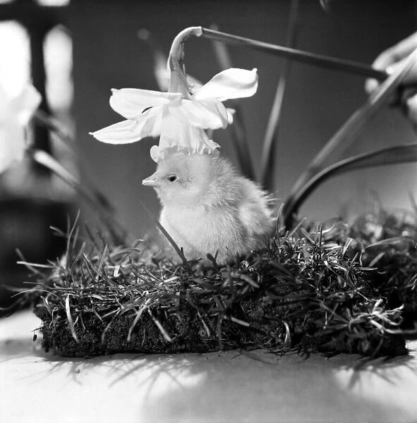 A touch of Spring. Chick and Daffodil. January 1975 75-00527-003