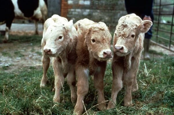 The triplets born to Liberty, the Fresian cow at Ross Daniells Farm in Chapmanslade