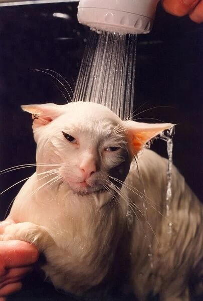 A white tom cat called Sidney getting washed