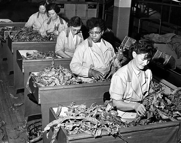 Women working in a tobacco factory, sorting tobacco leaves November 1958