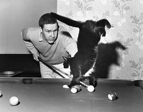 Two years old Hansel, the black and white tom cat who likes to play pool