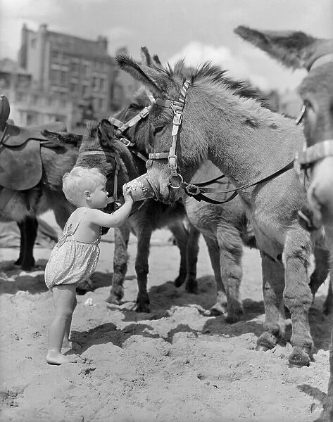 Young Amanda Ryan stroking one of the donkeys and feeding it peanuts during a day out to