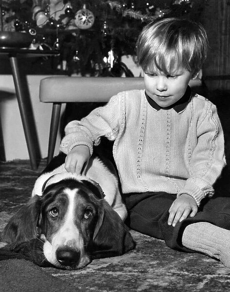Young boy at home playing his pet Basset hound dog. December 1971 P007449