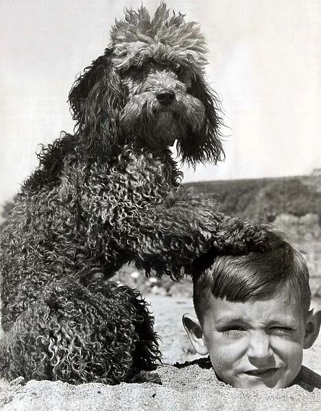 A young boy who has buried himself in the sand with his pet dog Ching the poodle while