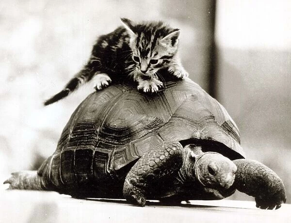 A young kitten pounces on top of a slow moving tortoise December 1984