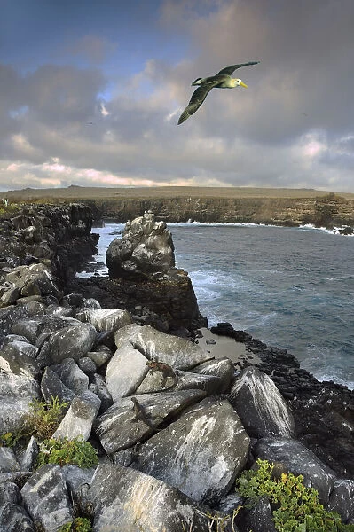 Galapagos. Waved Albatross (Diomedea irrorata) Punta Suarez