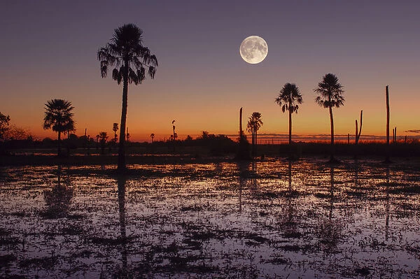 Swamp. Full moon, Sunset and Palm trees, Estancia