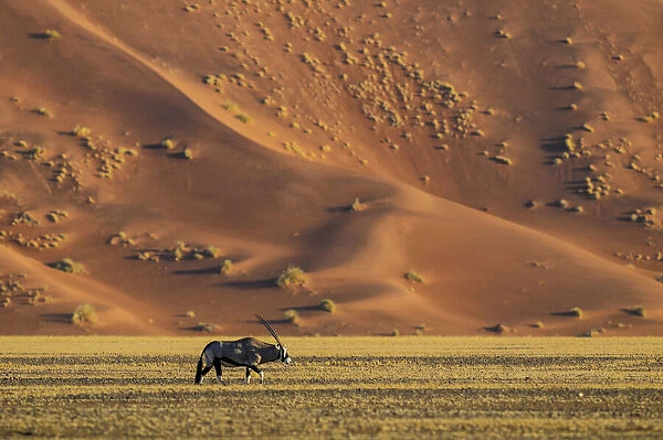 Namibia. Gemsbok (Oryx gazella), Sand Dunes, Sossusvlei area