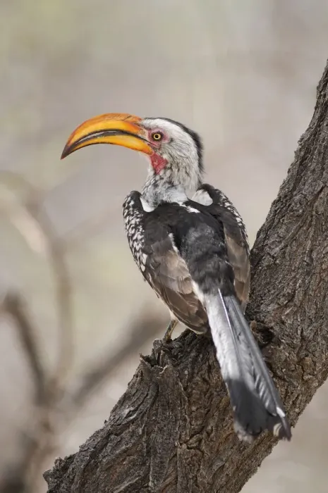 Framed Print : Southern Yellow-billed Hornbill Print, Etosha National Park, Namibia Framed Print : Southern Yellow-billed Hornbill Print, Etosha National Park, Namibia