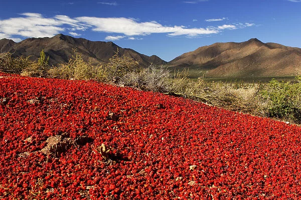 Red Chile. South America, Argentina, argentinian