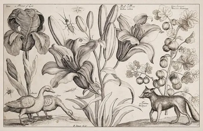 Framed Print : 1663 Etching Print of a Goos and Fox Framed Print : 1663 Etching Print of a Goos and Fox