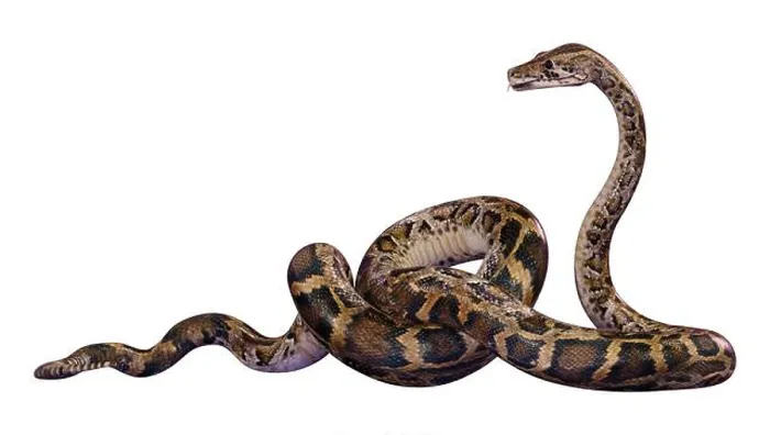 Framed Print : 3D Rendering of a Burmese Python Print Framed Print : 3D Rendering of a Burmese Python Print