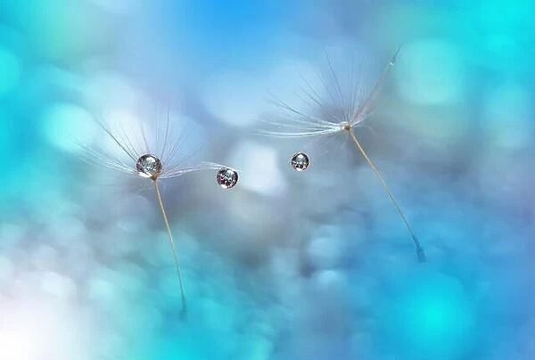 Abstract macro photo with water drops. Dandelion seed.Artistic Background for desktop.Blue Wallpaper.Floral fantasy design.Art photography