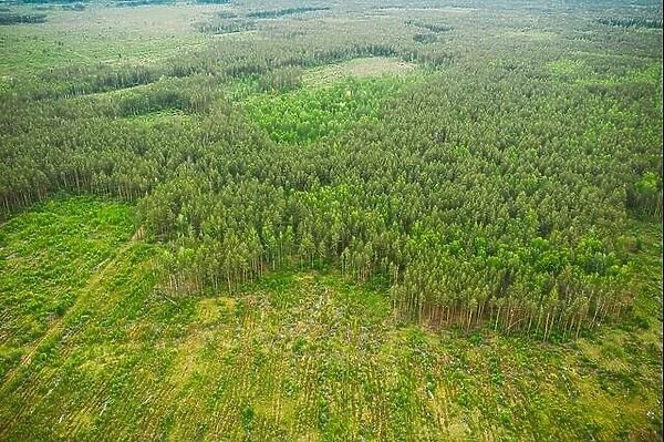 Aerial View Of Deforestation Area Landscape. Green Pine Forest In Deforestation Zone. Top View Of Forest Landscape. Bird's Eye View. Large-scale