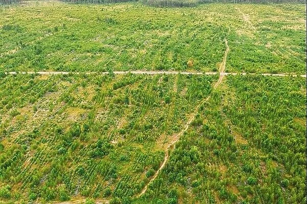 Aerial View Green Forest Deforestation Area Landscape. Top View Of New Young Growing Forest. European Nature From High Attitude In Summer Season