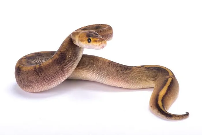 Framed Print : Ball python Print