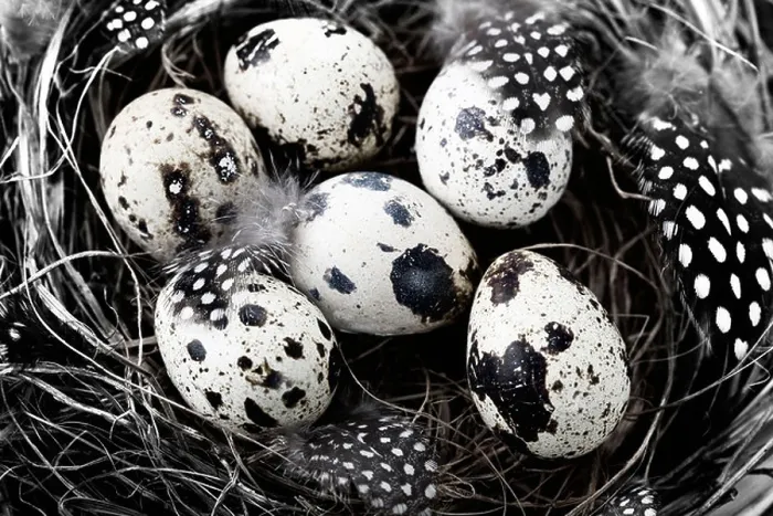 Framed Print : Birds Nest with Eggs Easter Composition Print Framed Print : Birds Nest with Eggs Easter Composition Print