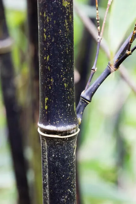 Framed Print : Black stem of Phyllostachys nigra Print Framed Print : Black stem of Phyllostachys nigra Print