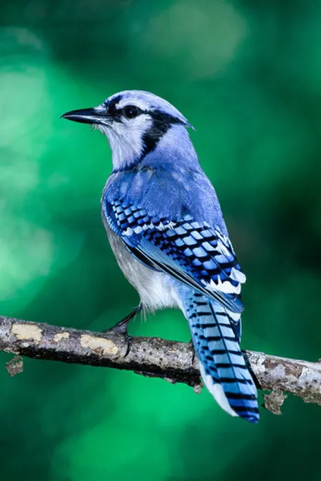 Framed Print : Blue Jay Print: A Native North American Bird Species Framed Print : Blue Jay Print: A Native North American Bird Species