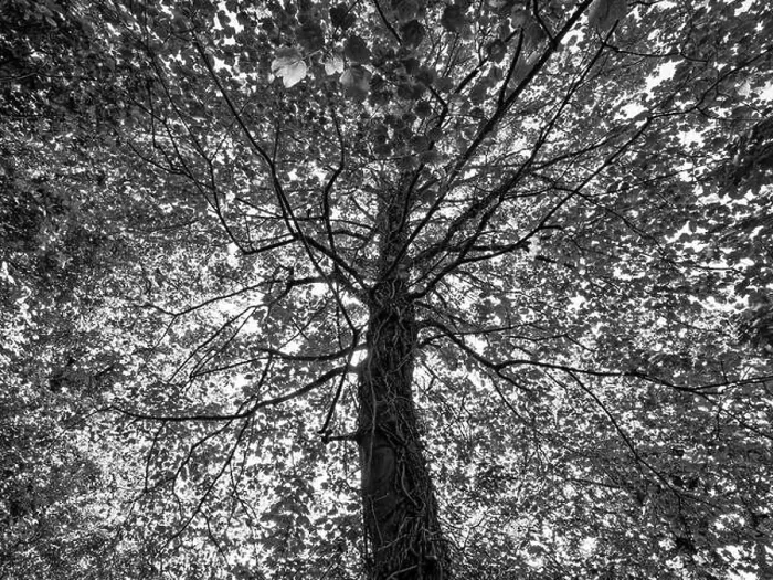 Framed Print : B&W Tree Print, Balmore Walk Framed Print : B&W Tree Print, Balmore Walk