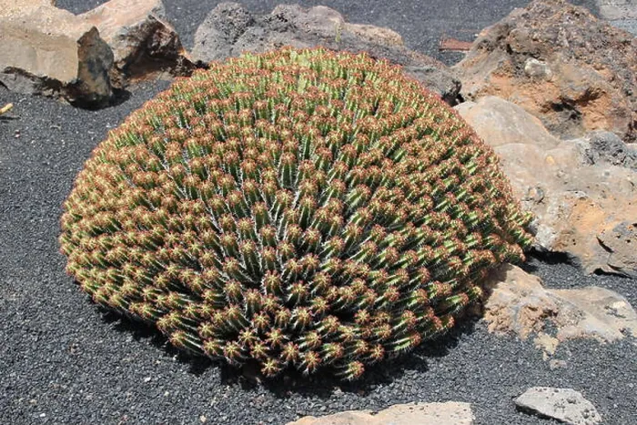 Framed Print : Lanzarote Cactus Print Framed Print : Lanzarote Cactus Print