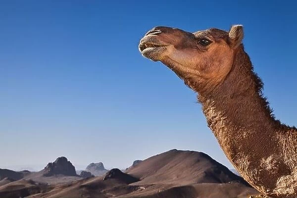 Camel in Sahara Desert, Hoggar Mountains, Algeria