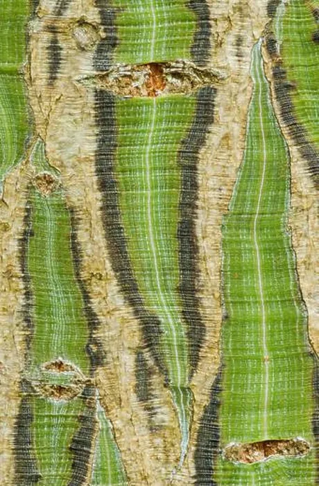 Framed Print : Close-up Image of Snakebark Maple Print, Acer capillipes Framed Print : Close-up Image of Snakebark Maple Print, Acer capillipes