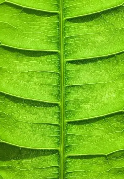 Framed Print : Bright Green Leaf Print