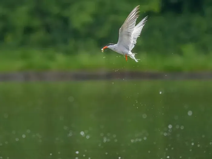 Framed Print : Common Tern Print in Flight with Caught Fish