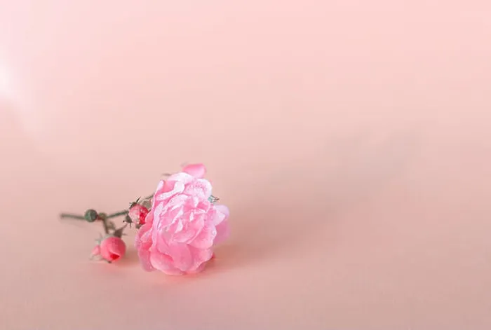 Framed Print : Delicate Rose Print - Minimalist Beauty Framed Print : Delicate Rose Print - Minimalist Beauty