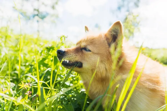 Framed Print : Dog Print on Meadow Landscape Framed Print : Dog Print on Meadow Landscape
