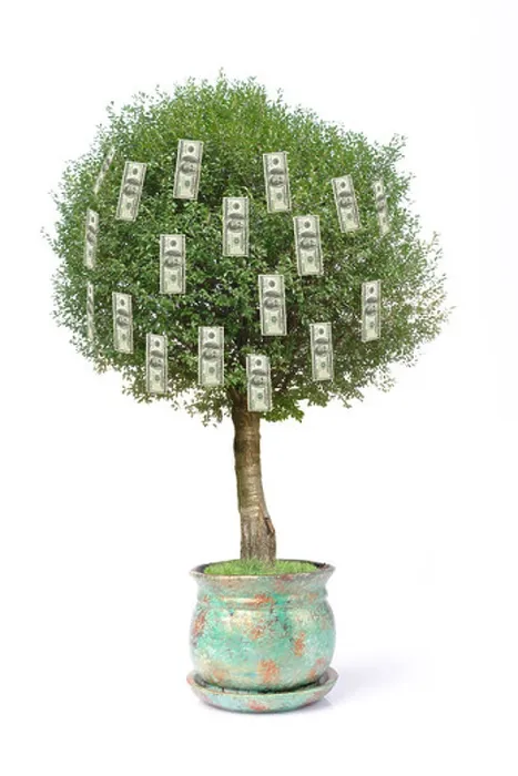 Framed Print : One Hundred Dollar Pot Tree Print Framed Print : One Hundred Dollar Pot Tree Print
