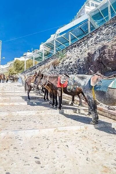 Donkey taxis in Santorini, Greece. Santorini island with donkey in Oia village, Greece