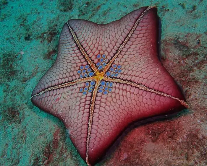 Framed Print : Deep Sea Echinoderm Print Framed Print : Deep Sea Echinoderm Print