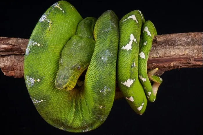 Framed Print : Emerald Tree Boa Print Framed Print : Emerald Tree Boa Print