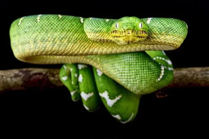 Framed Print : Emerald Tree Boa Print Framed Print : Emerald Tree Boa Print