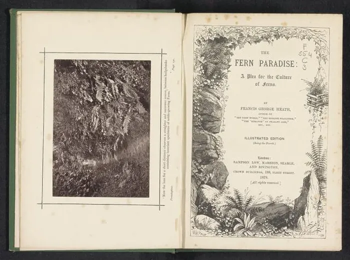 Framed Print : Forest path print with ferns on either side Framed Print : Forest path print with ferns on either side