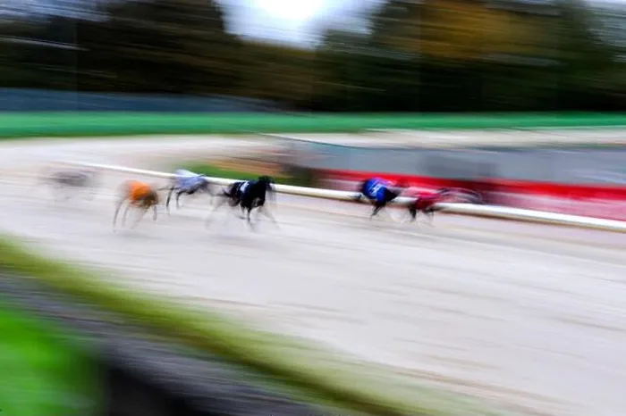 Framed Print : Grayhounds Racing Print Framed Print : Grayhounds Racing Print