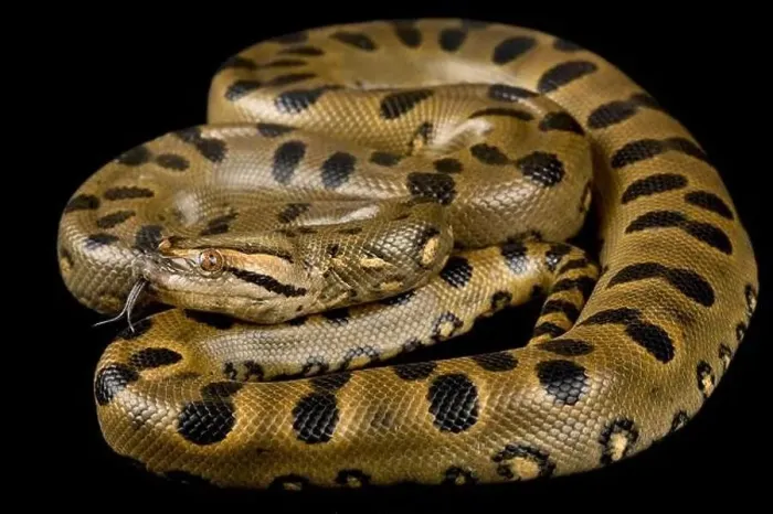 Framed Print : Green Anaconda Print Framed Print : Green Anaconda Print