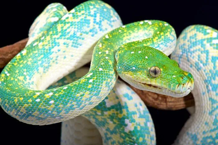 Framed Print : Green Tree Python Print - Morelia viridis Framed Print : Green Tree Python Print - Morelia viridis