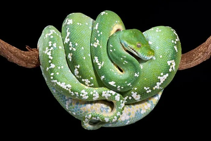 Framed Print : Green Tree Python Print Framed Print : Green Tree Python Print