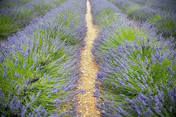 Lavender field in the summer. Lavender flowers at sunset in Provence, France. Closeup nature view, blooming floral landscape, summer blooming scenery
