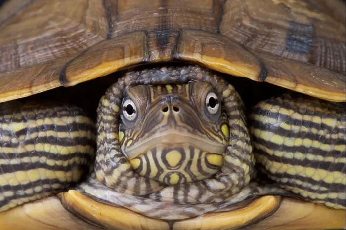 Framed Print : Map Turtle Print Framed Print : Map Turtle Print