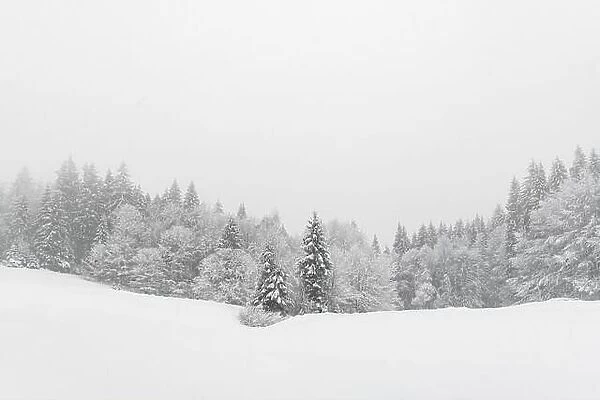 Minimalistic winter landscape in cloudy weather with snowy trees. Carpathian mountains, Landscape photography